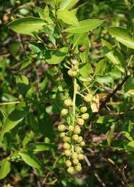 Image result for Conocarpus