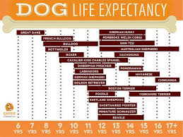 life expectancy of dogs how long will my dog live