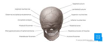 Skull reshaping is done on any of the structures that lie above the face. Skull Anatomy Structure Bones Quizzes Kenhub
