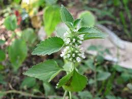 Image result for Leucas martinicensis