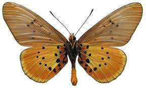 Image result for Streptopetalum serratum