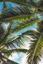 Tons of awesome tropical wallpapers to download for free. Tropical Wallpapers Free Hd Download 500 Hq Unsplash