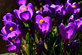 Deep purple flowers pictures of psorothamnus arborescens. 11 Of The Best Crocus Varieties For Your Garden Gardener S Path