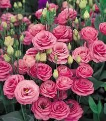 The quince thrives in full sun, but can also. Is There A Flower That Looks Like A Rose Or Can Be Easily Mistaken For A Rose But Does Not Have Thorns Quora