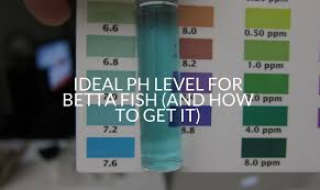 The tank size, water temp, using a bowl, what tank mates to use are all huge variables to think about. Ideal Ph Level For Betta Fish And How To Get It Betta Care Fish Guide