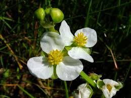 Image result for Alismataceae