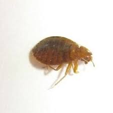 Don't see your favorite business? Don T Let The Bed Bugs Bite