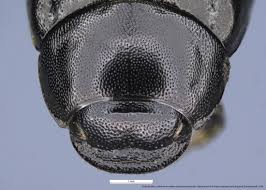 Image result for Empogona sp. A