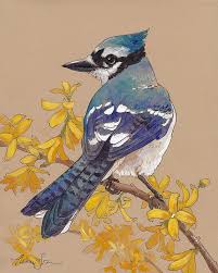 Spring Blue Jay By Tracie Thompson In 2021 Bird Watercolor Paintings Bird Drawings Blue Jay Art