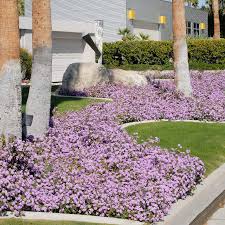 Image result for Lantana