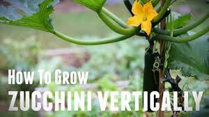 If you plant them too closely together, you could create room for disease to set in. How To Grow Zucchini Vertically Save Space Increase Yields 5 Steps