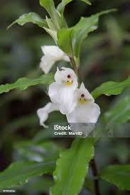 Image result for Brachycorythis