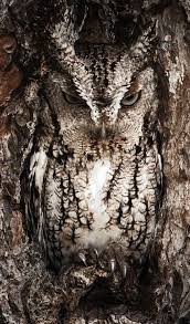 Birds Native To Georgia Usa National Geographic Dvd Screech Owl Owl Birds Of Prey