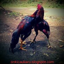 Kenapa bisa dikatakan sangat bagus untuk ayam aduan? Resep Rahasia Para Botoh Ayam Bangkok On Kicau Baru