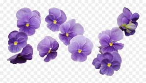 Find over 100+ of the best free aesthetic images. Png Transparent Sticker Overlay Tumblr Aesthetic Purple Flower Transparent Background Png Download Vhv