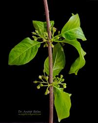 Image result for Canthium