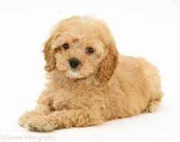 Get a boxer, husky, german check out these stunning red & white cockapoo puppies!! Tiny Toy Cockapoo Puppies For Sale Cockapoo Puppies For Sale Puppies American Cocker Spaniel