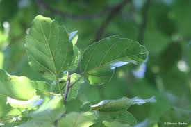 Image result for Ficus sur