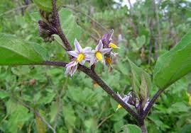 Image result for Solanum anguivi