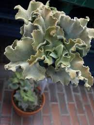 Kalanchoe Beharensis Minima Unusual Plants Planting Succulents Cactus Plants