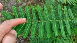 Image result for Aeschynomene glauca