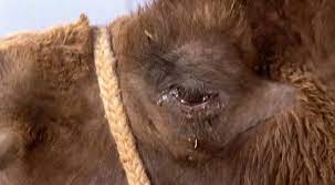 The story of a weeping camel shows what happens artistically when an original filmmaking crew and writers set out to an isolated rural location with an idea on mind to be filmed only first up is the story of the weeping camel. The Story Of The Weeping Camel 2003 By P G R Nair
