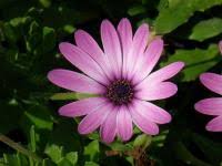 Image result for paprskovka obrázek