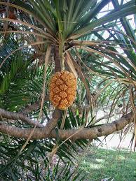 Image result for Pandanaceae