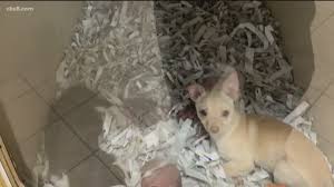 Pet stores sell animals like ,dogs,cats ,hamster, fish,gerbils yes, there are many pet stores that sell clothes for all small dogs. A Pet Store In Escondido Is Accused Of Selling Dogs From Puppy Mills How Come It S Still Open Cbs8 Com