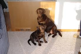 Labrador Retriever Weight Scale What To Expect