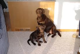 labrador retriever weight scale what to expect