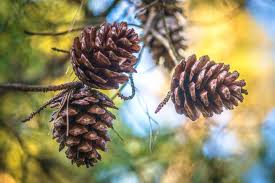 Maybe you would like to learn more about one of these? Pine Nut Cultivation Farming Production In India Agri Farming
