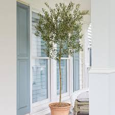 Arbequina Olive Tree In 2020 Arbequina Olive Tree Olive Tree Olive Trees For Sale