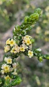Image result for Thymelaeaceae