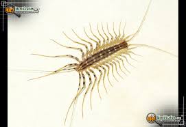 house centipede