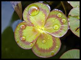 Image result for Marsilea nubica