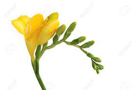 Freesia X Hybrida Flower Yellow Best Flower Wallpaper