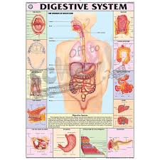 Nck Digestive System Chart