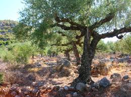 Levant Style Marinated Olives Olive Tree Tree Olive
