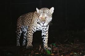 Tropical rainforests are characterized by wet. Crazy Cat Numbers Unusually High Jaguar Densities Discovered In The Amazon Rainforest