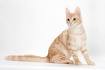 9 Most Talkative Cat Breeds - iHeartCats