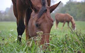 3 Ways Horses Make Our Earth A Better Place Greentumble