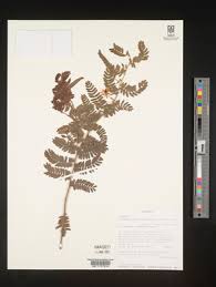 Image result for Chamaecrista zambesica