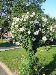 Red Heart Rose Of Sharon (Hibiscus syriacus 'Red Heart') at Minor's Garden  Center