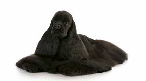 Spaniels were especially bred to flush game out of denser brush. American Cocker Spaniel Charakter Krankheiten Und Grosse