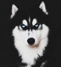 Usa e fayettevill, nc, usa. My Absolutely Beautiful Siberian Husky Midnight Star Funky Pet Art
