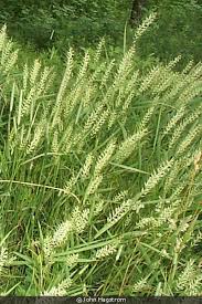 Image result for Macrotyloma ellipticum