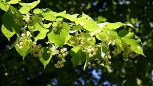 Moșii de vara, ținuți în sâmbăta rusaliilor, sunt unul dintre cele mai importante de rusalii se dau de pomana vase de lut sau de portelan, cani, strachini si vase de lemn (cofe. Rusalii TradiÅ£ii Si SuperstiÅ£ii Ce Trebuie SÄƒ Faci De Rusalii Ca SÄƒ Ai Noroc PanÄƒ La Finele Anului