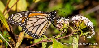 İnternet üzerinden rezervasyon yapın, ücreti otelde ödeyin. Monarchfalter Monarch Butterflies Im Reserva Biosfera Mariposa Monarca Michoacan Www Wilde Weite Welt De