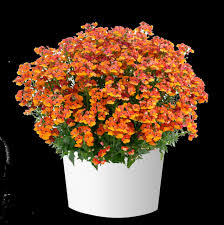 Image result for Nemesia